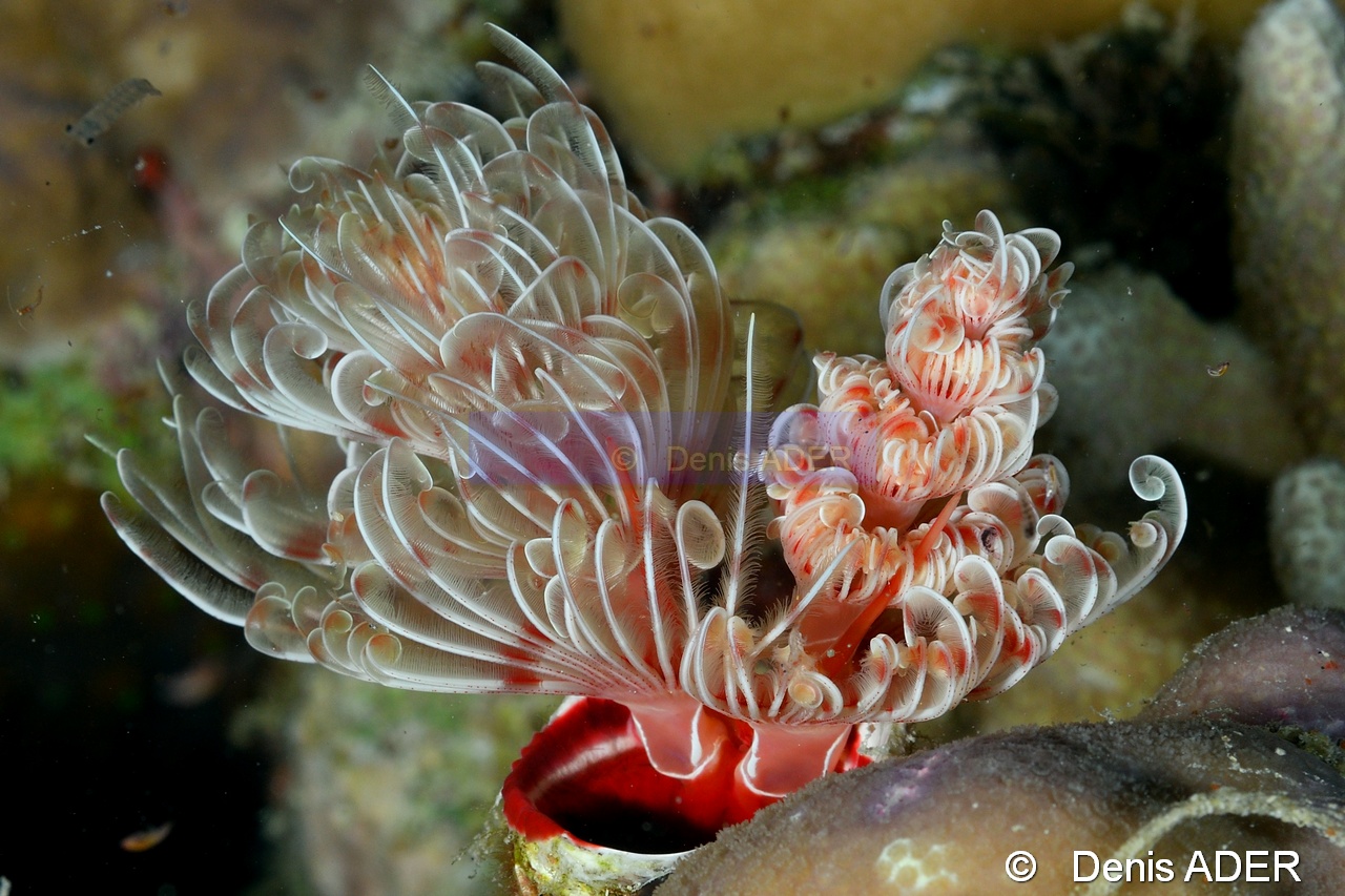 Protula magnifica-Moga Island Jetty Hoga-5m-20180529nuit-Denis-ADER-DSC_1988_tn.jpg